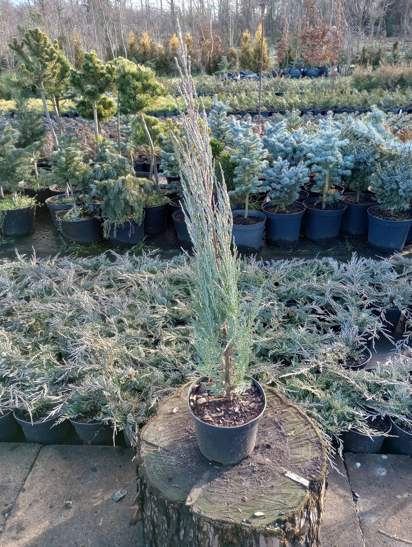 Jałowiec 'Blue Arrow'
