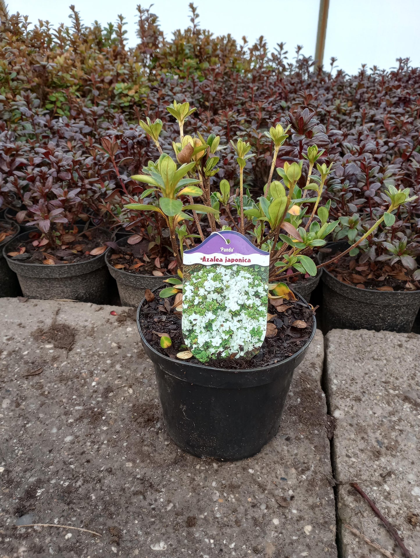 Rhododendron Azalia japońska 'Panda'