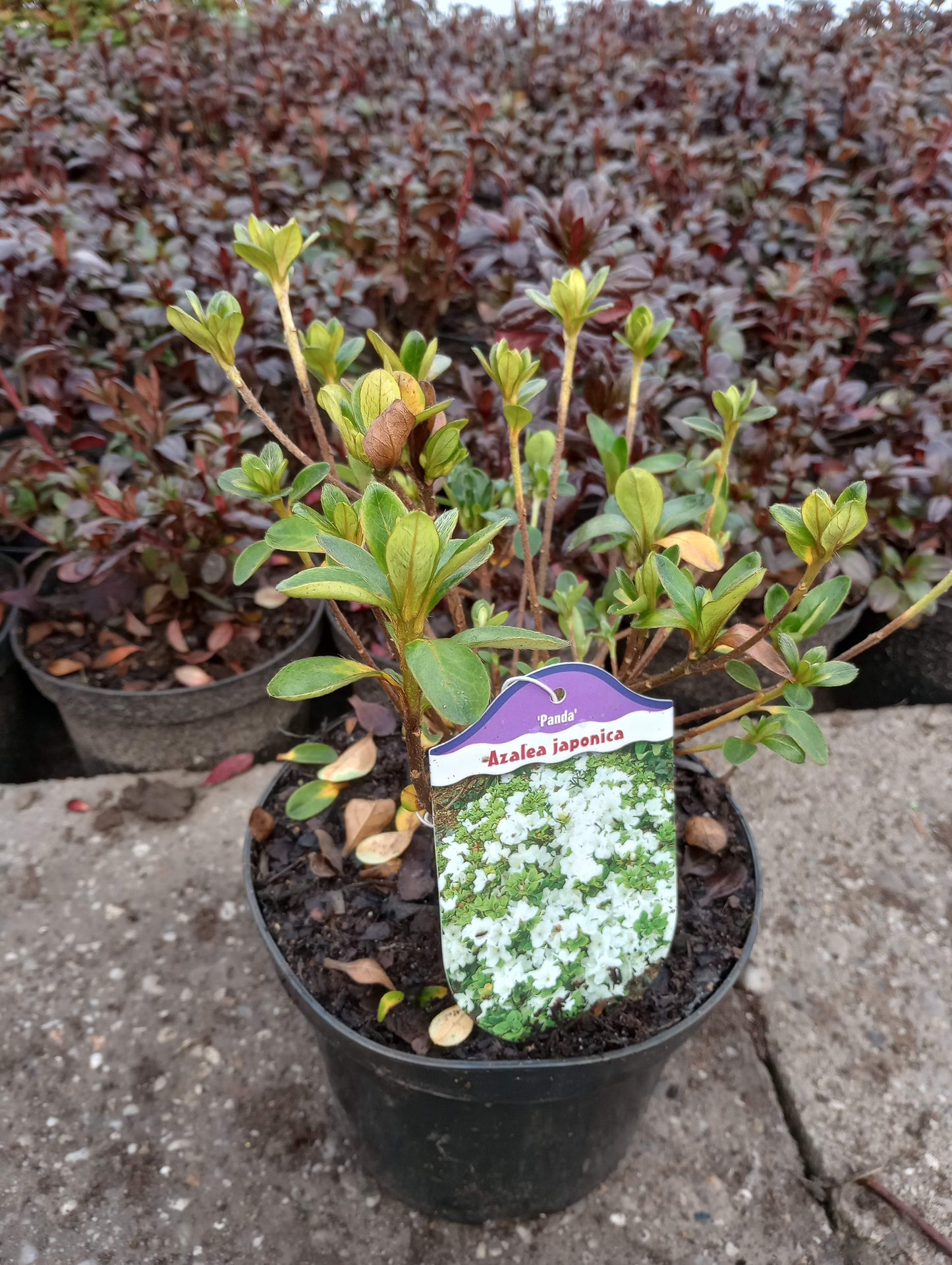 Rhododendron Azalia japońska 'Panda'