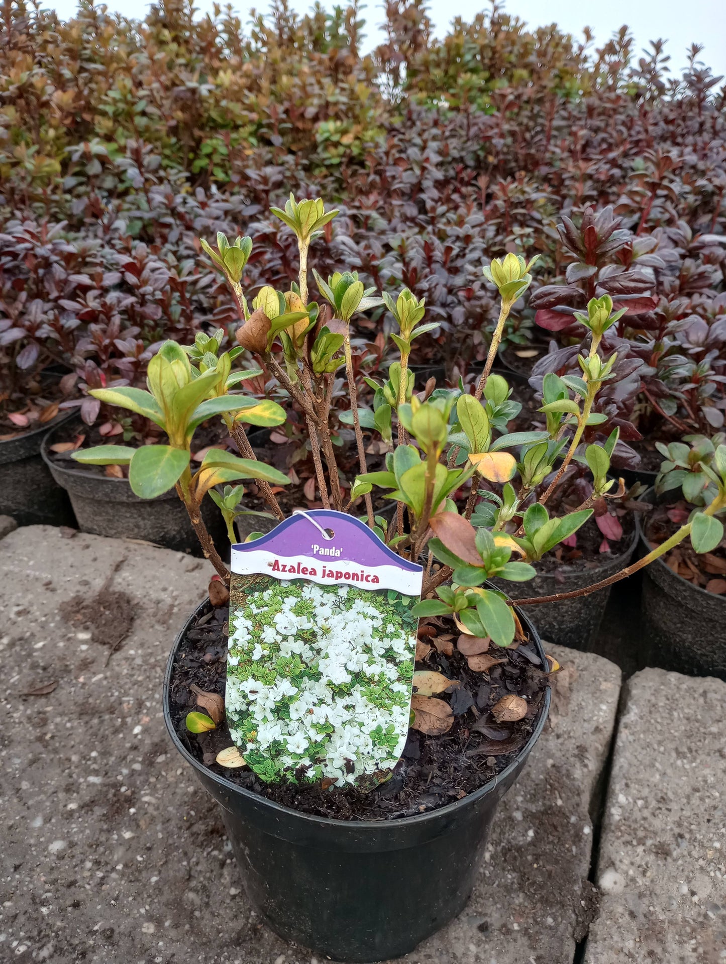 Rhododendron Azalia japońska 'Panda'