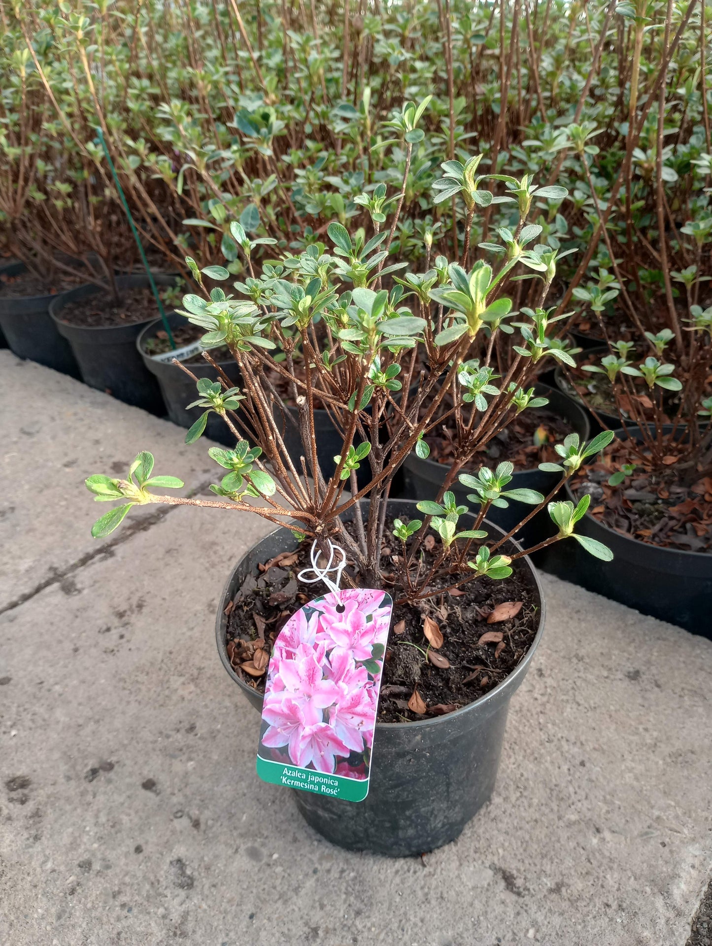 Rhododendron Azalia japońska 'Kermesina Rosea'