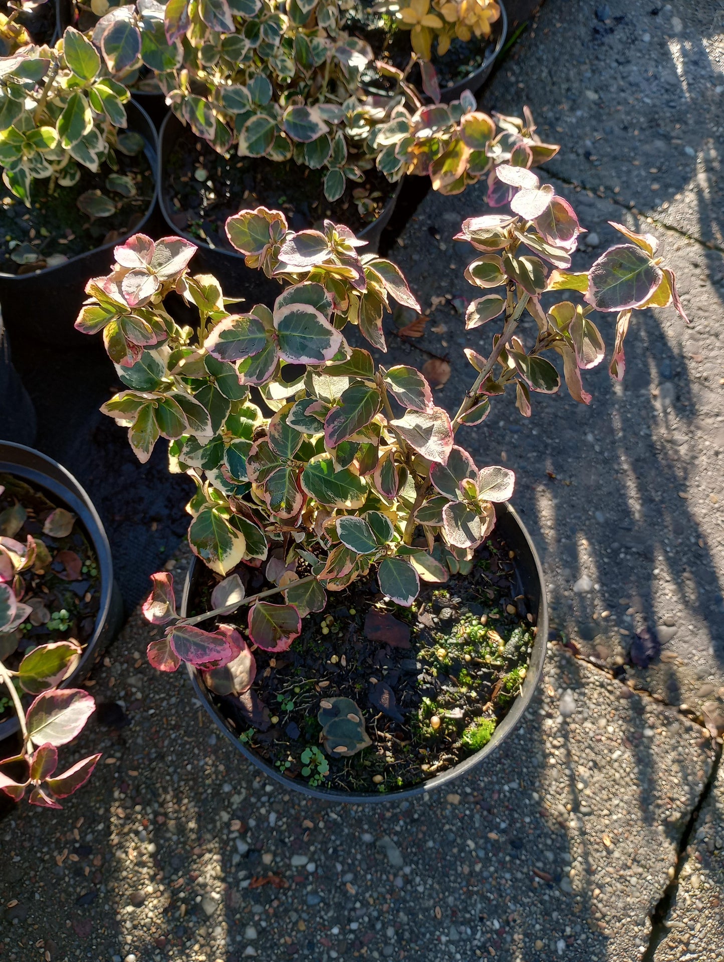 Trzmielina Fortune'a Emerald Gaiety Euonymus fortune