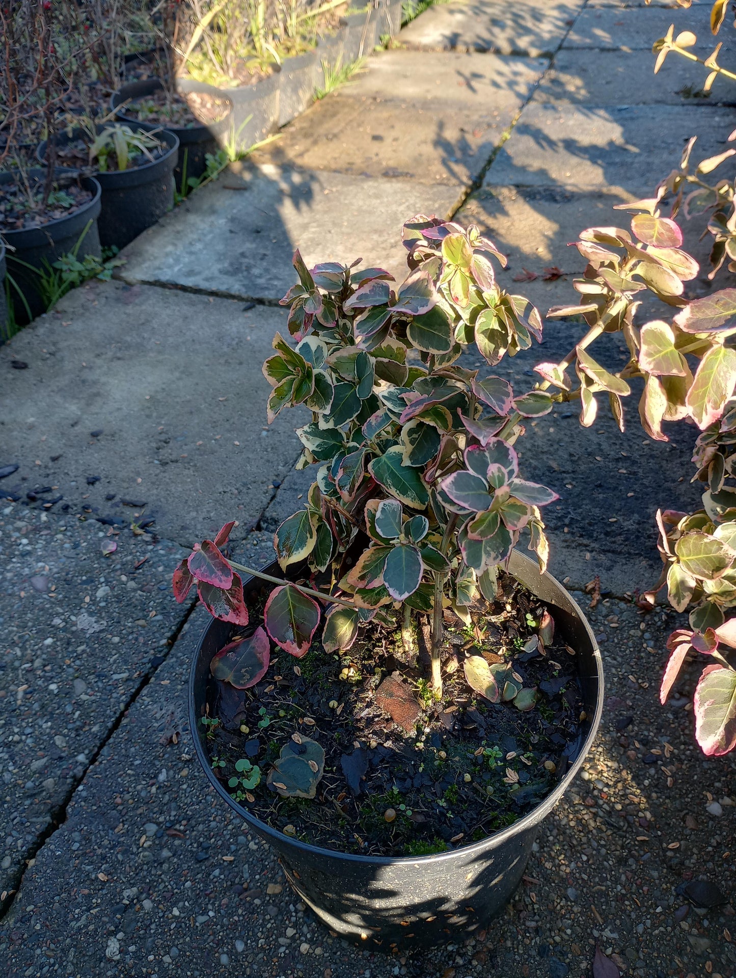 Trzmielina Fortune'a Emerald Gaiety Euonymus fortune