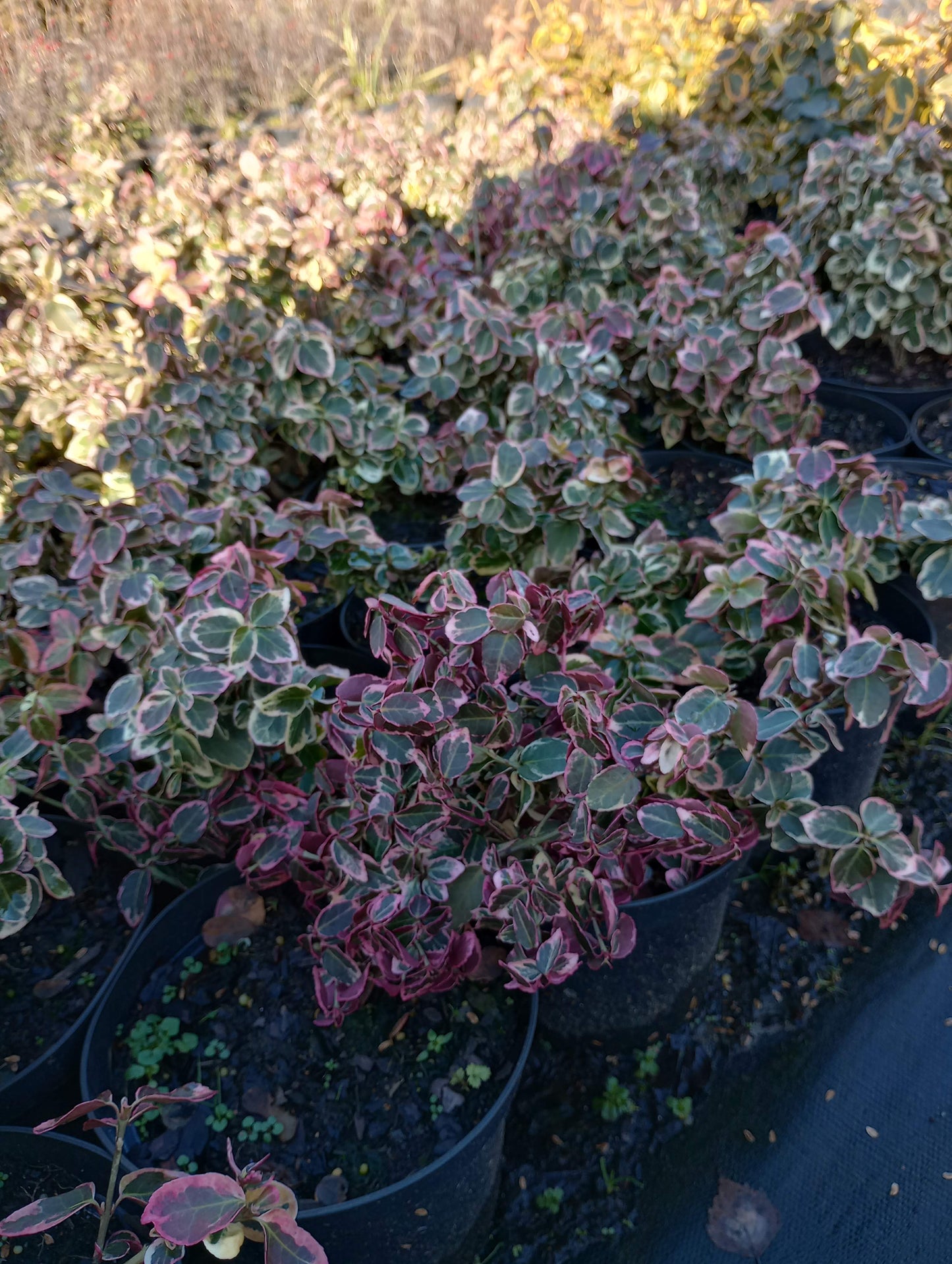 Trzmielina Fortune'a Emerald Gaiety Euonymus fortune