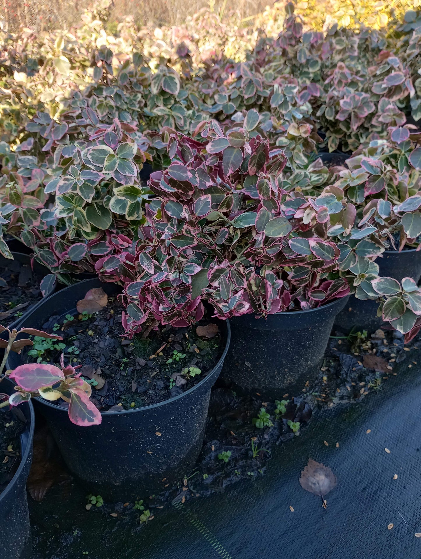 Trzmielina Fortune'a Emerald Gaiety Euonymus fortune