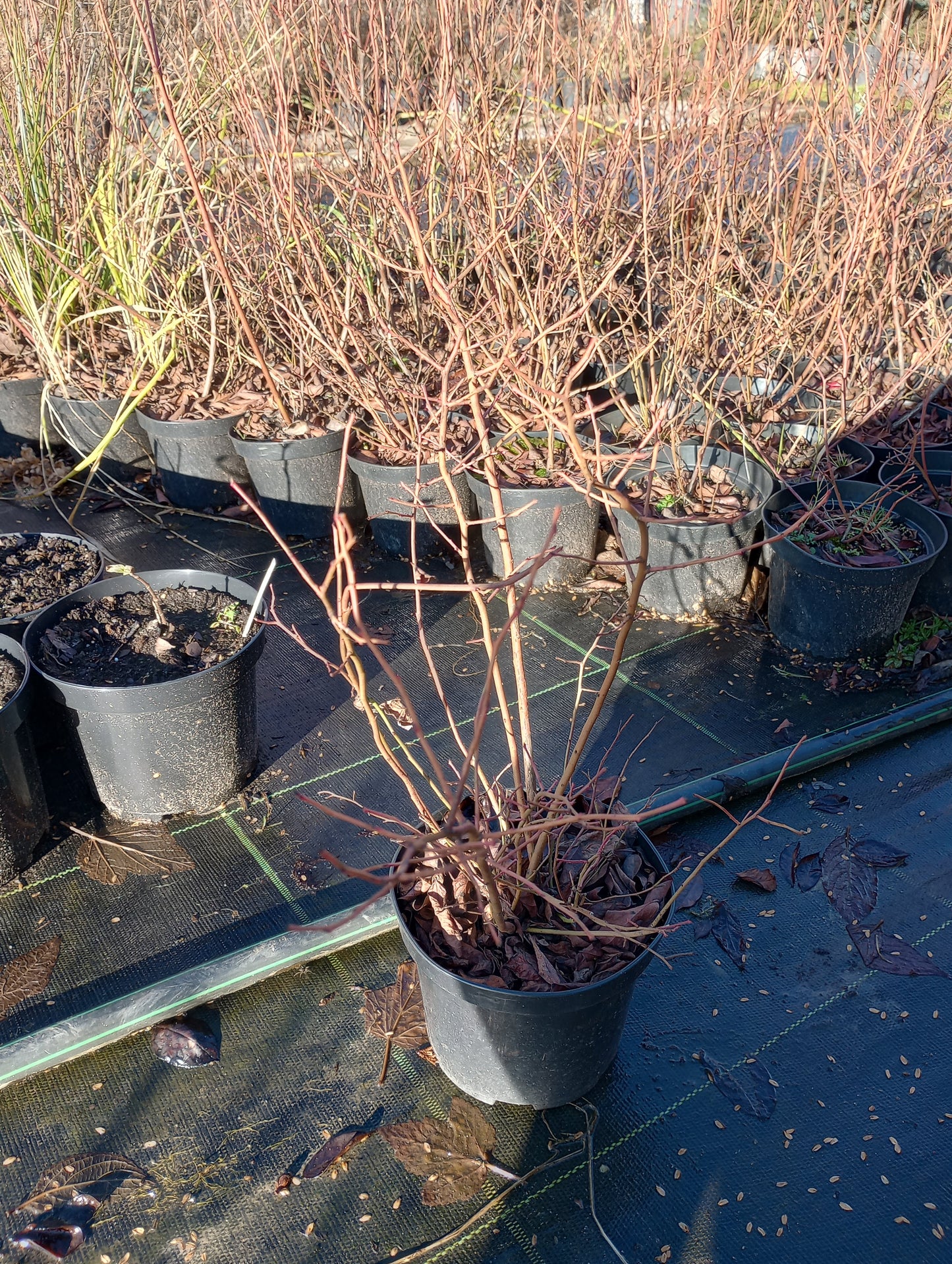 Borówka amerykańska (Borówka wysoka) / Vaccinium corymbosum