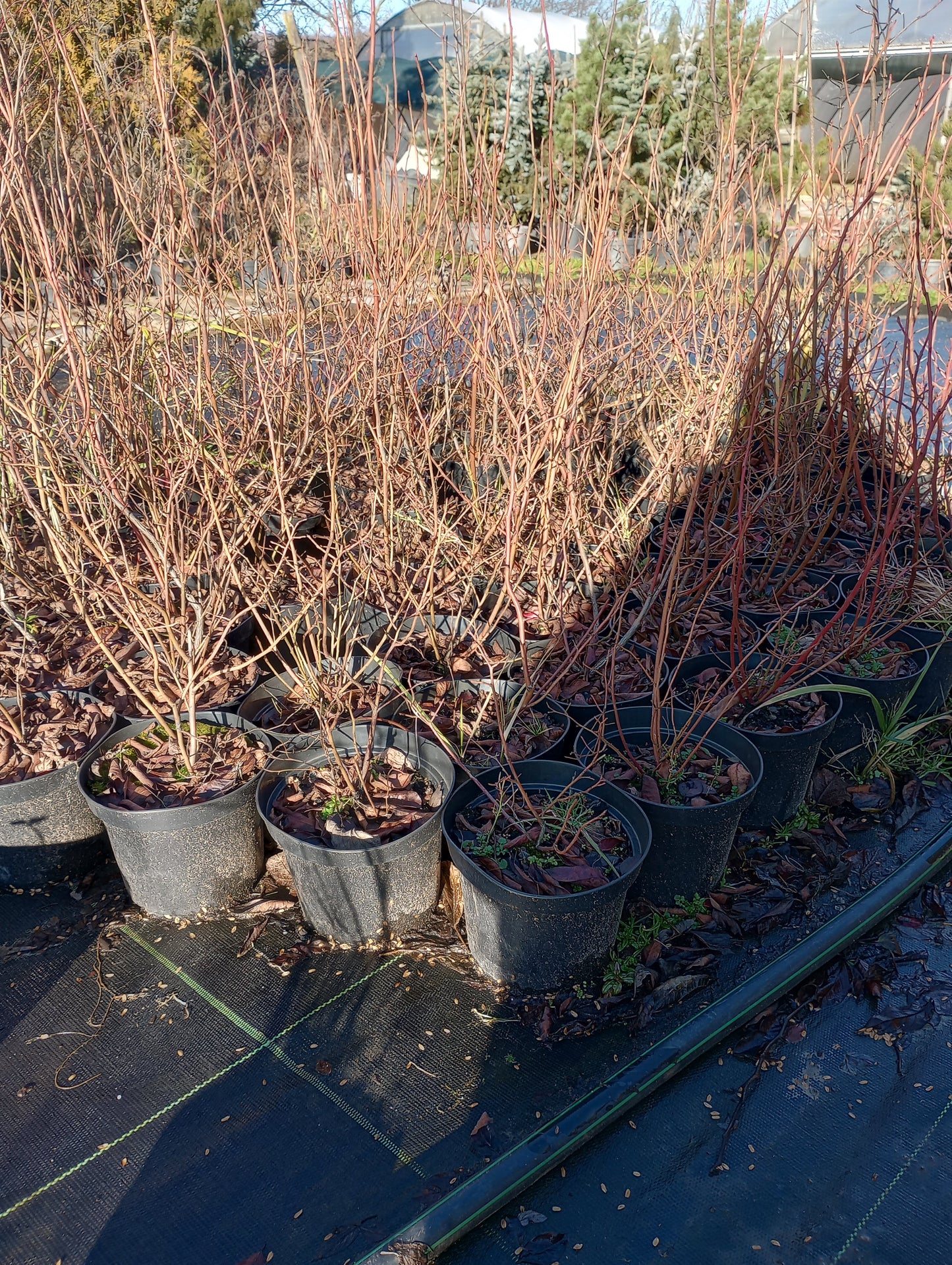 Borówka amerykańska (Borówka wysoka) / Vaccinium corymbosum