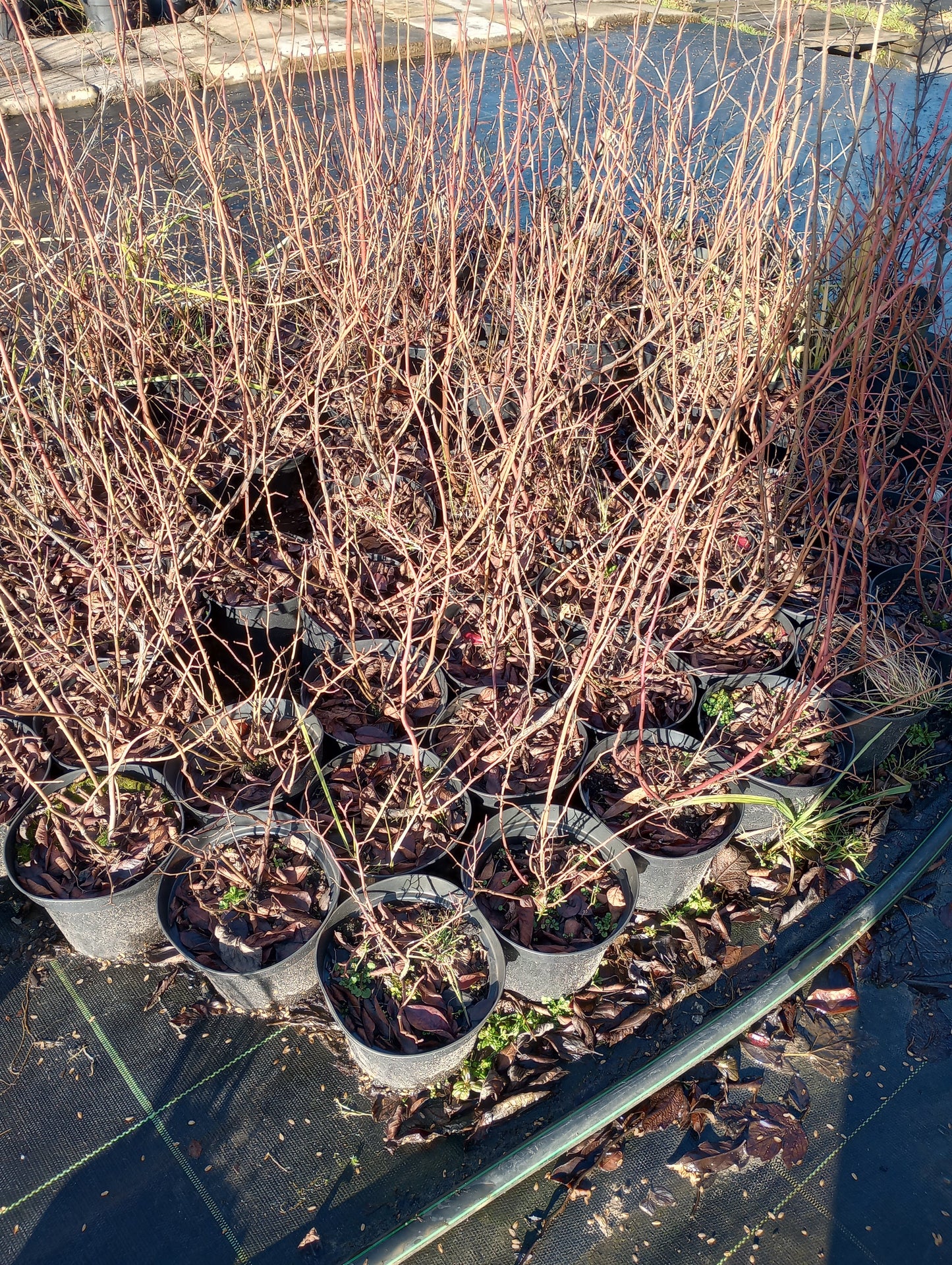 Borówka amerykańska (Borówka wysoka) / Vaccinium corymbosum
