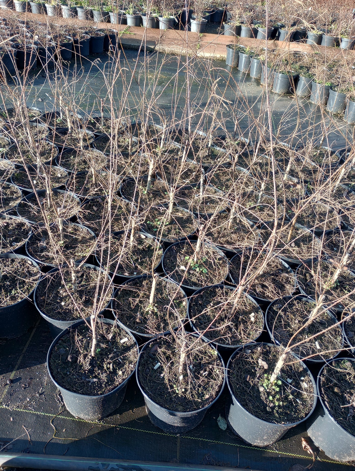 Tamaryszek Tamarix ramosissima 'Rubra'