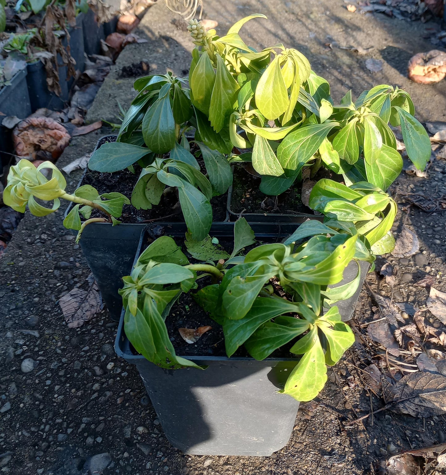 Runianka japońska Pachysandra Terminalis