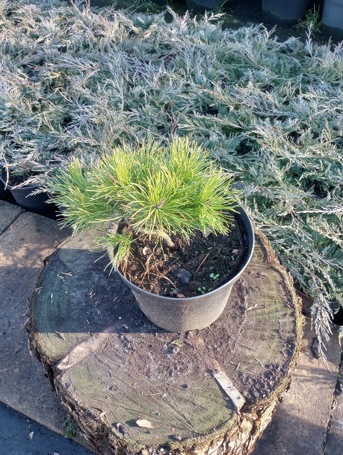 Kosodrzewina Pinus
