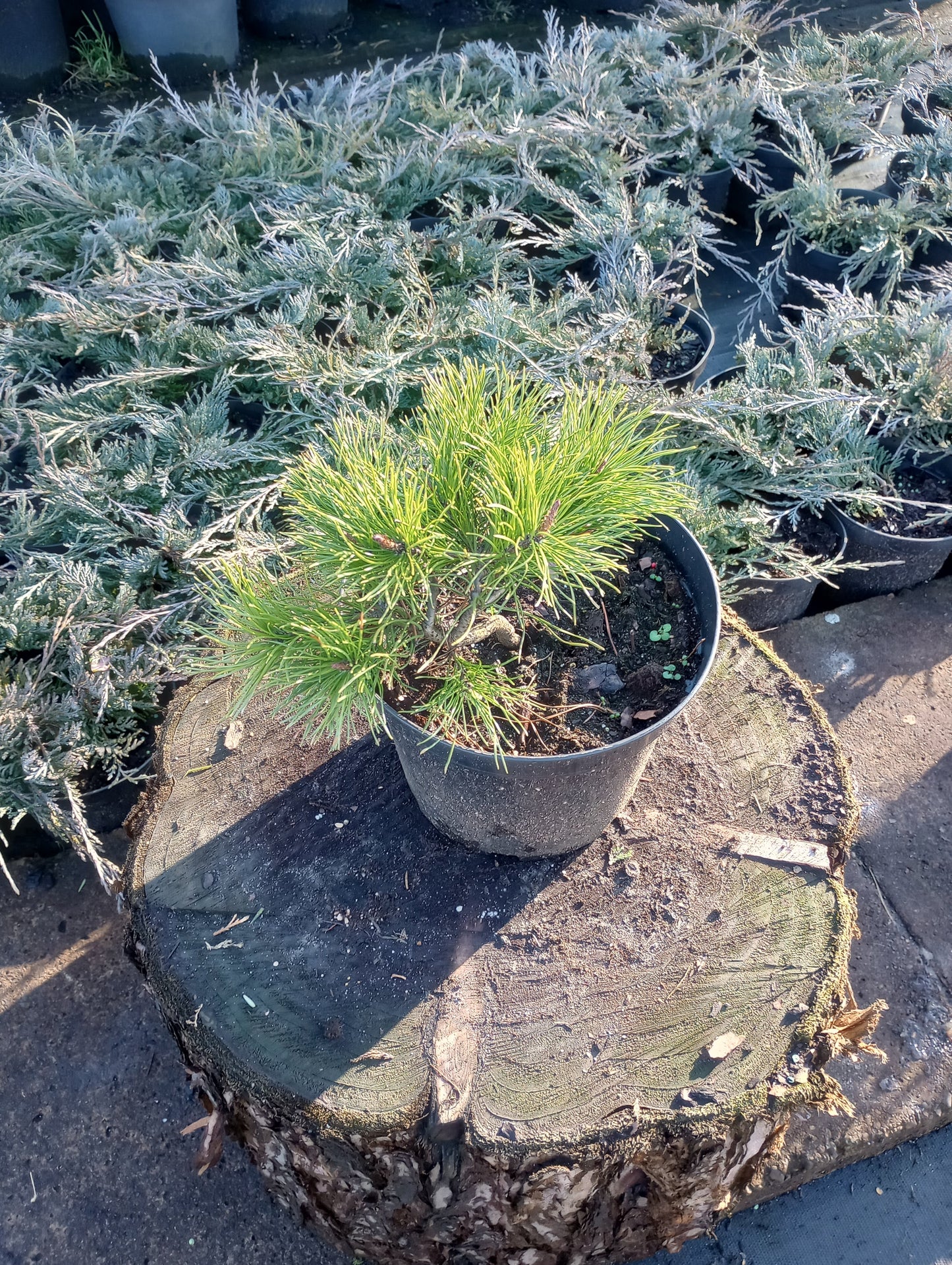 Kosodrzewina Pinus