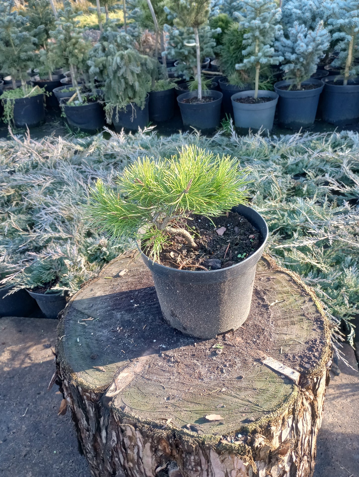 Kosodrzewina Pinus