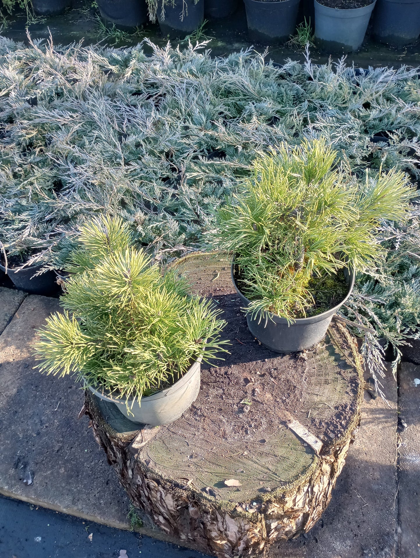 Kosodrzewina Pinus