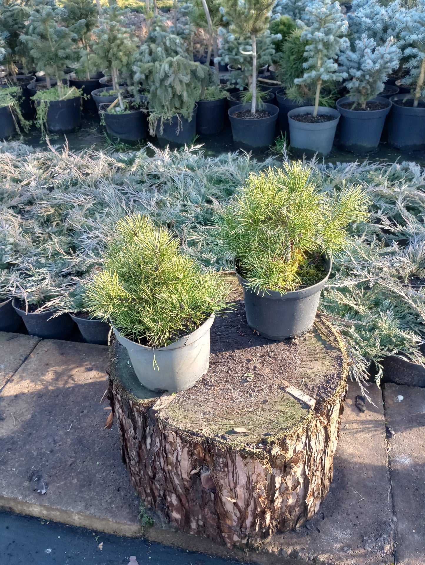 Kosodrzewina Pinus