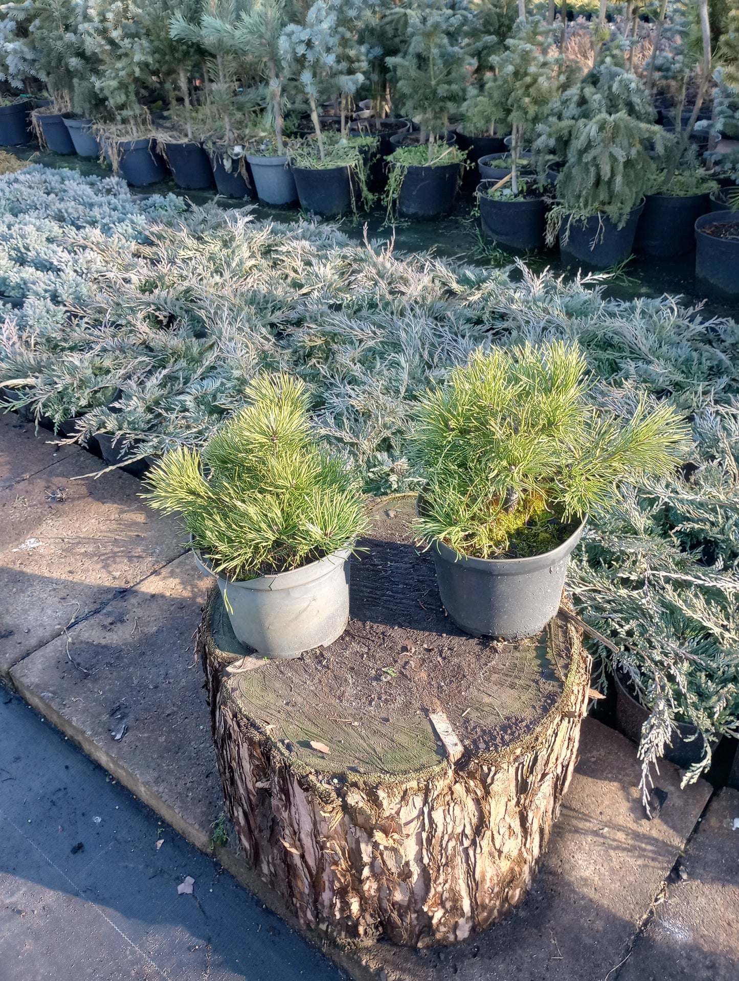 Kosodrzewina Pinus