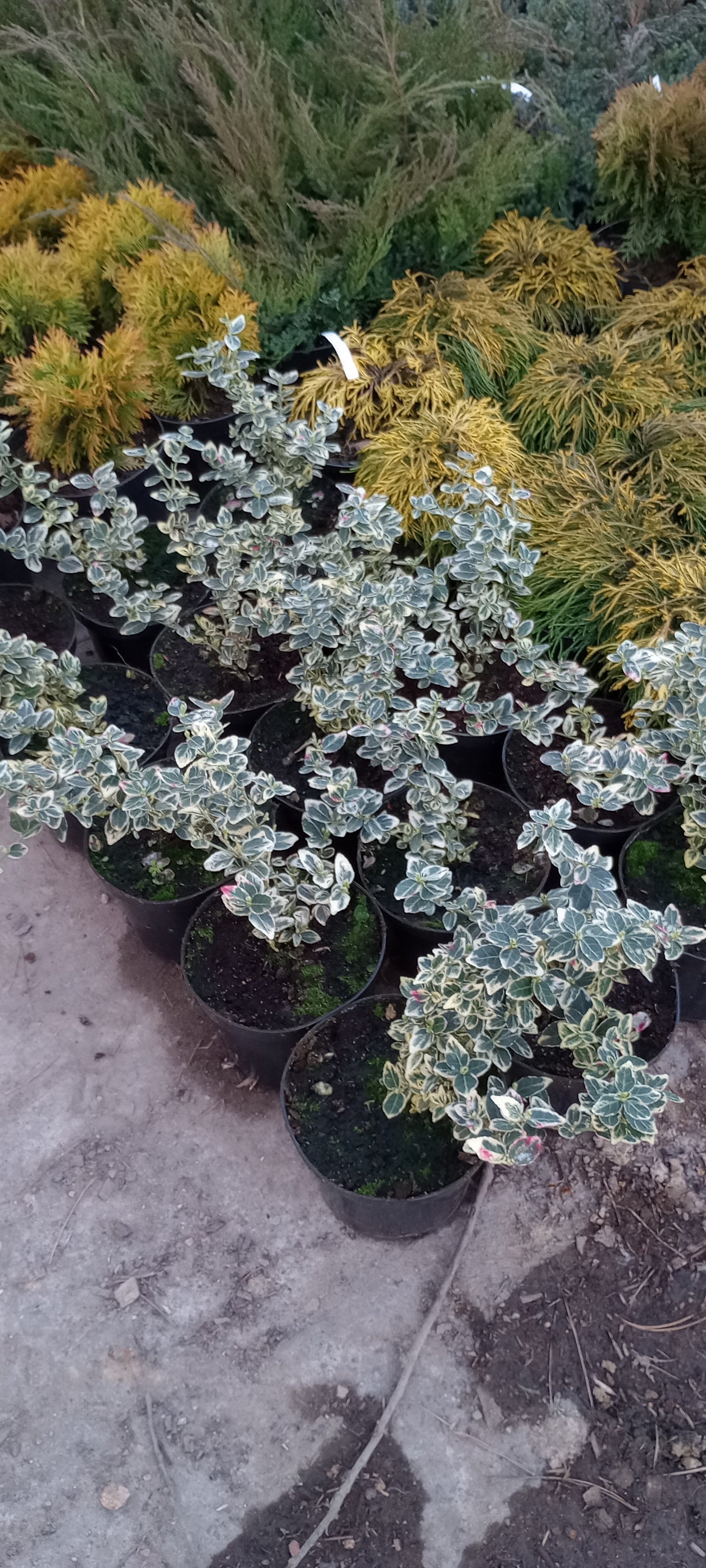 Trzmielina Fortune'a Emerald Gaiety Euonymus fortune