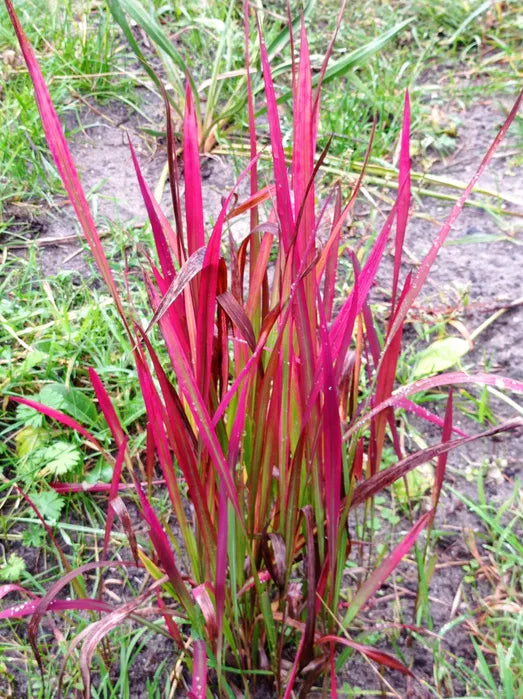 Imperata cylindryczna 'Red Baron' Imperata cylindrica