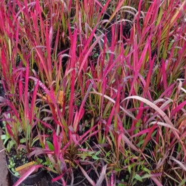 Imperata cylindryczna 'Red Baron' Imperata cylindrica