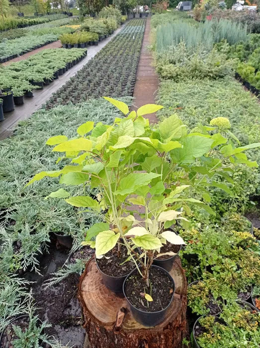 Hortensja Hydrangea arborescens 'Anabelle'