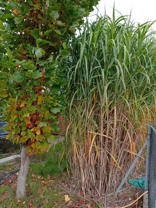 Miskant olbrzymi Miscanthus giganteus Doniczka 5L