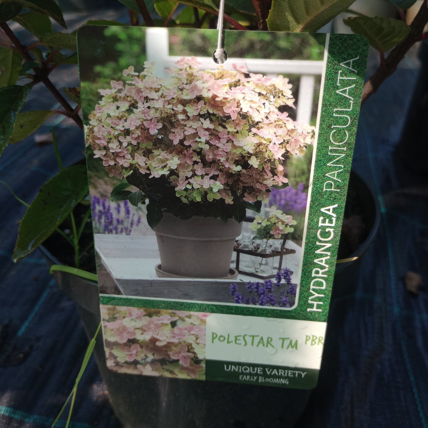 Hortensja Hydrangea paniculata 'Polestar'