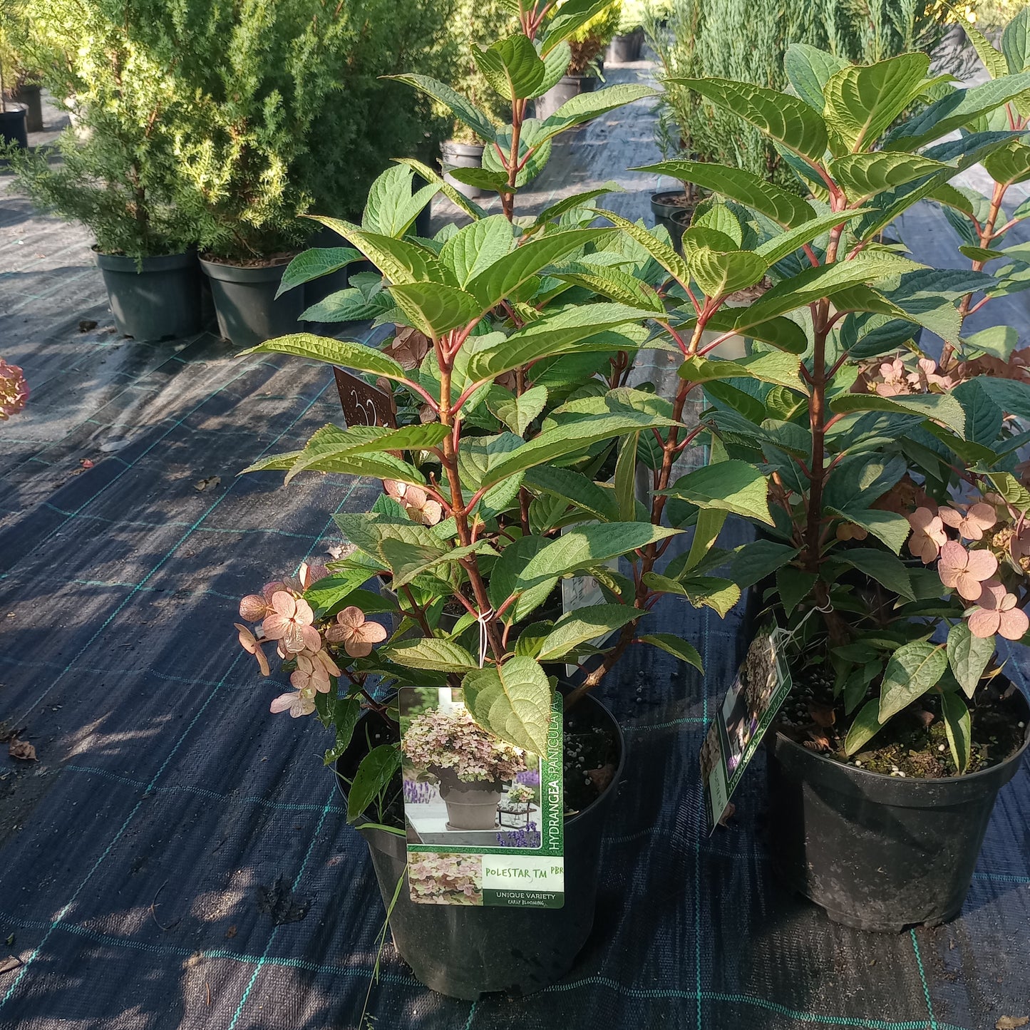 Hortensja Hydrangea paniculata 'Polestar'