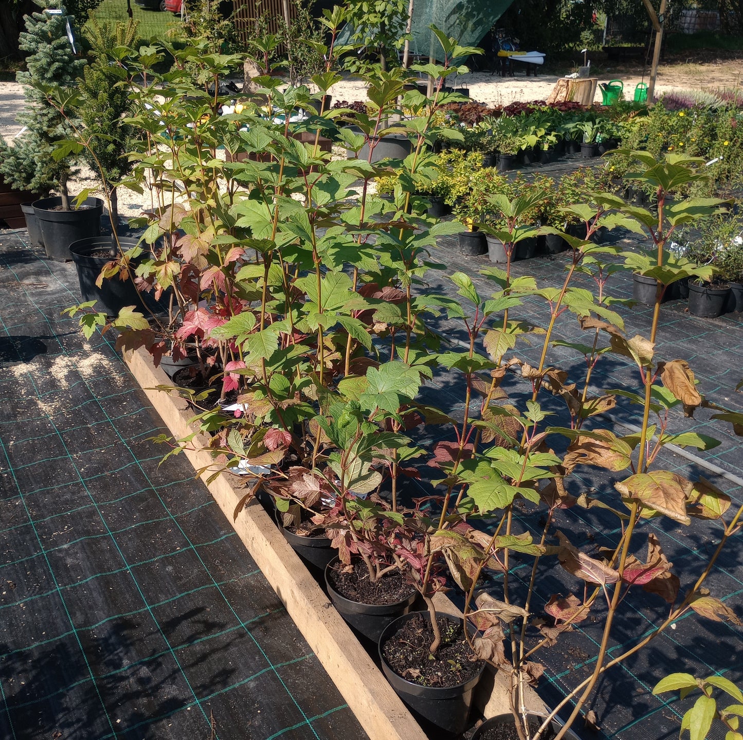 Kalina koralowa 'Viburnum Opulus'