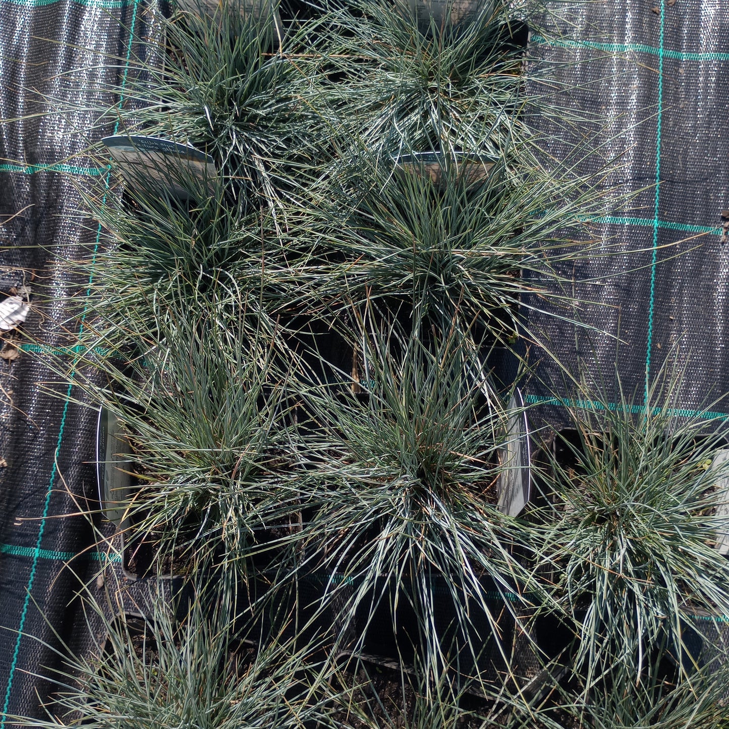 Kostrzewa sina Festuca glauca