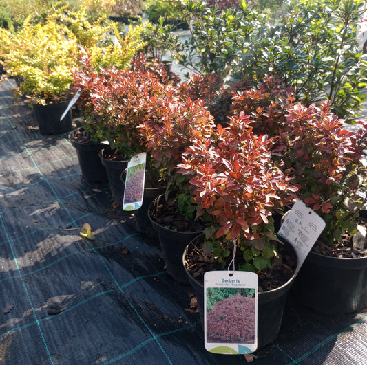 Berberis thunbergii "Bagatelle"