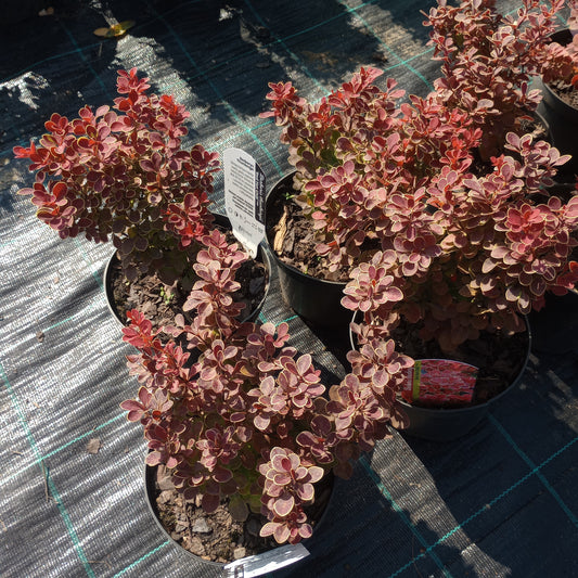 Berberis thunbergii "Red Hot Chili"