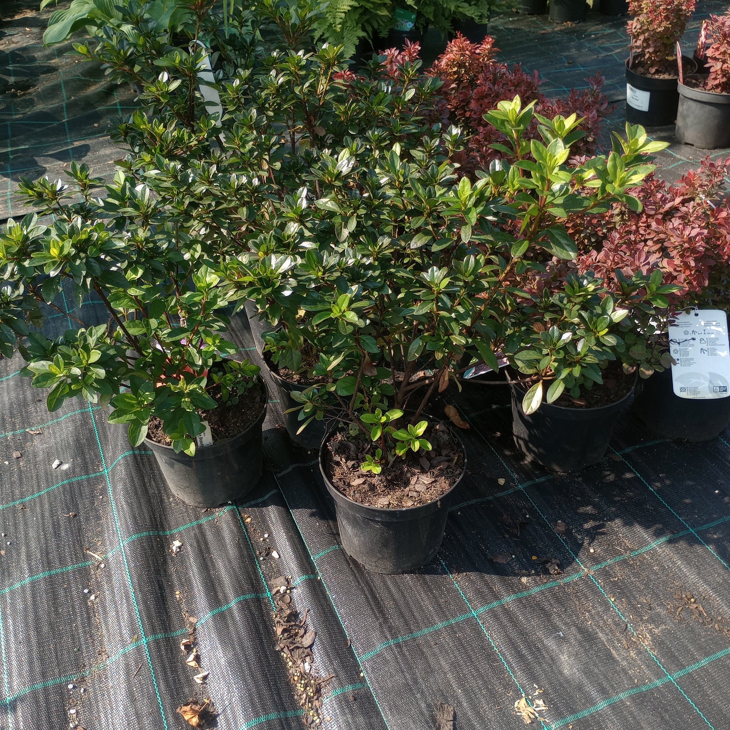 Rhododendron Azalia japońska ''Orange Beauty''