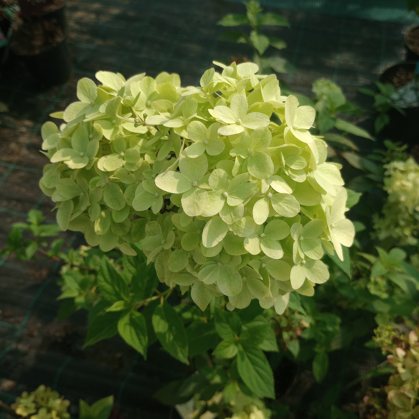 Hortensja Hydrangea paniculata 'Limelight'