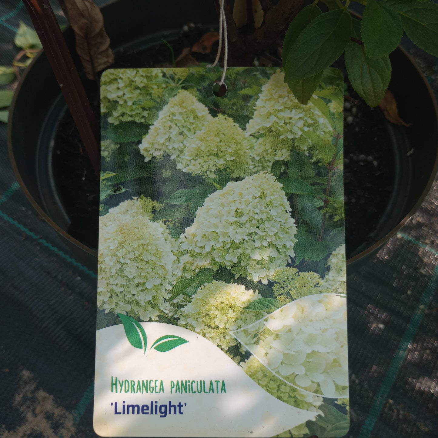 Hortensja Hydrangea paniculata 'Limelight'