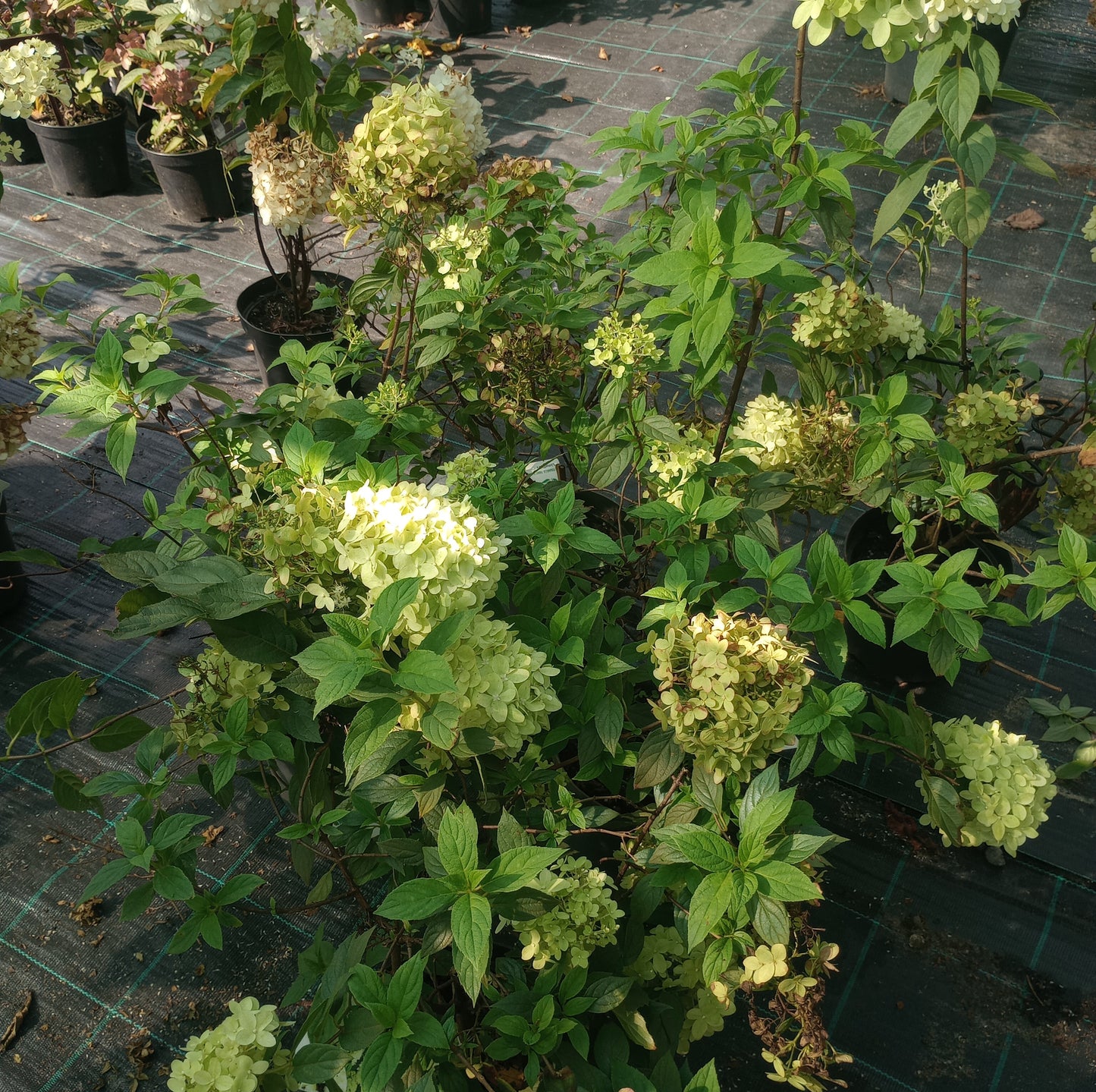 Hortensja Hydrangea paniculata 'Limelight'