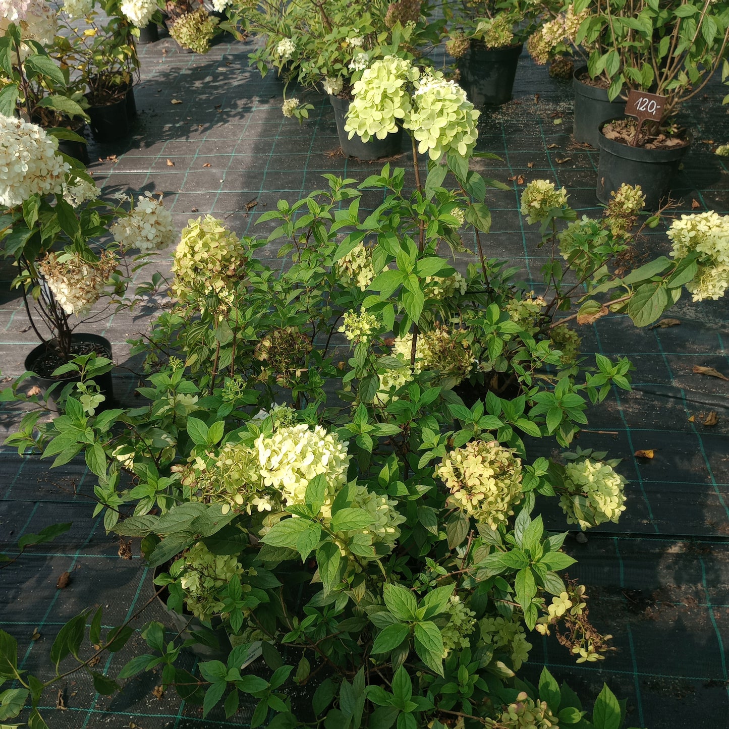 Hortensja Hydrangea paniculata 'Limelight'