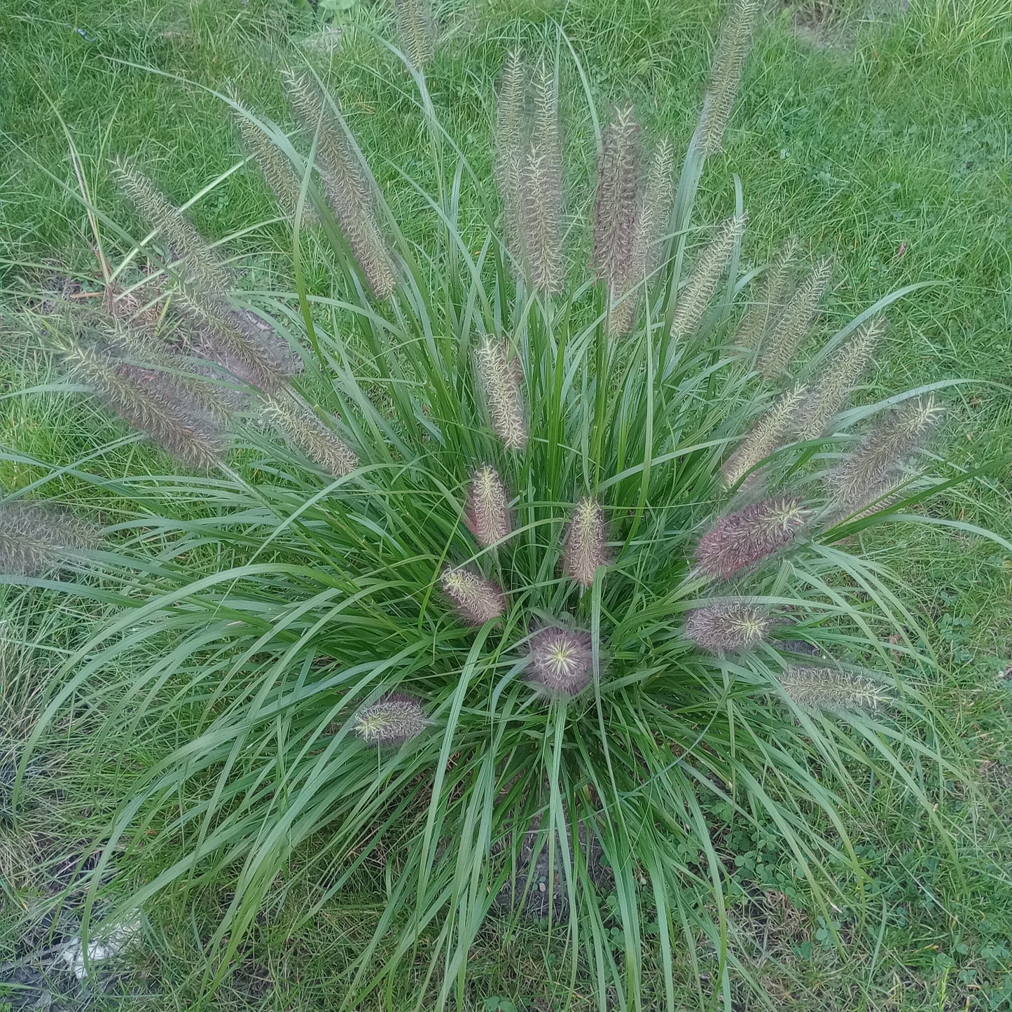 Rozplenica japońska 'Herbstzauber'