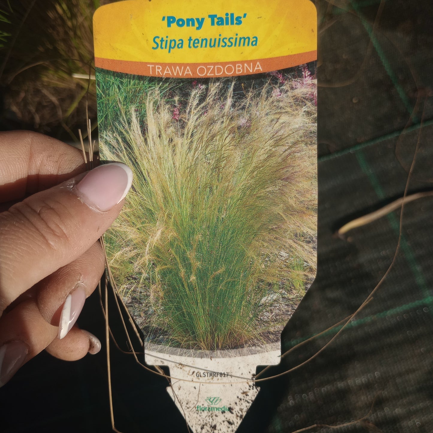 Stipa tenuissima "PONY TAILS”