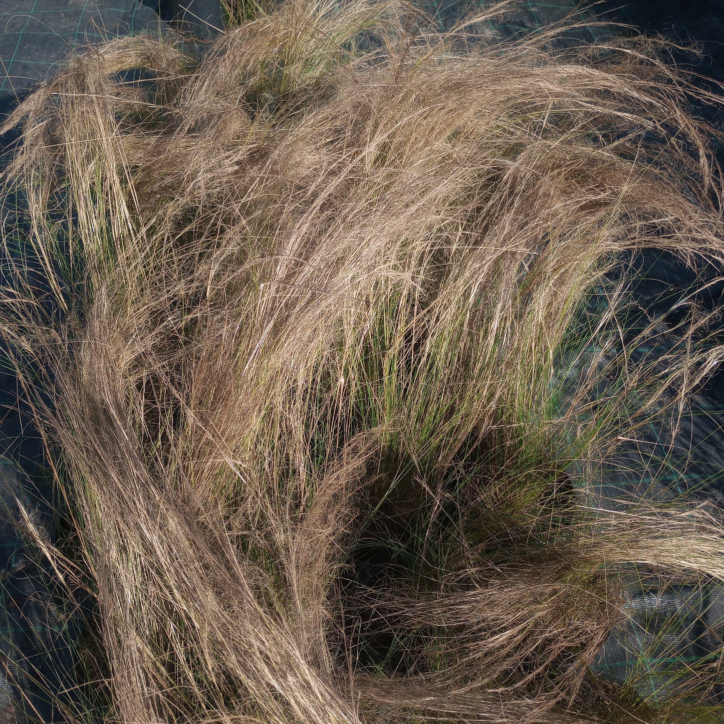 Stipa tenuissima "PONY TAILS”