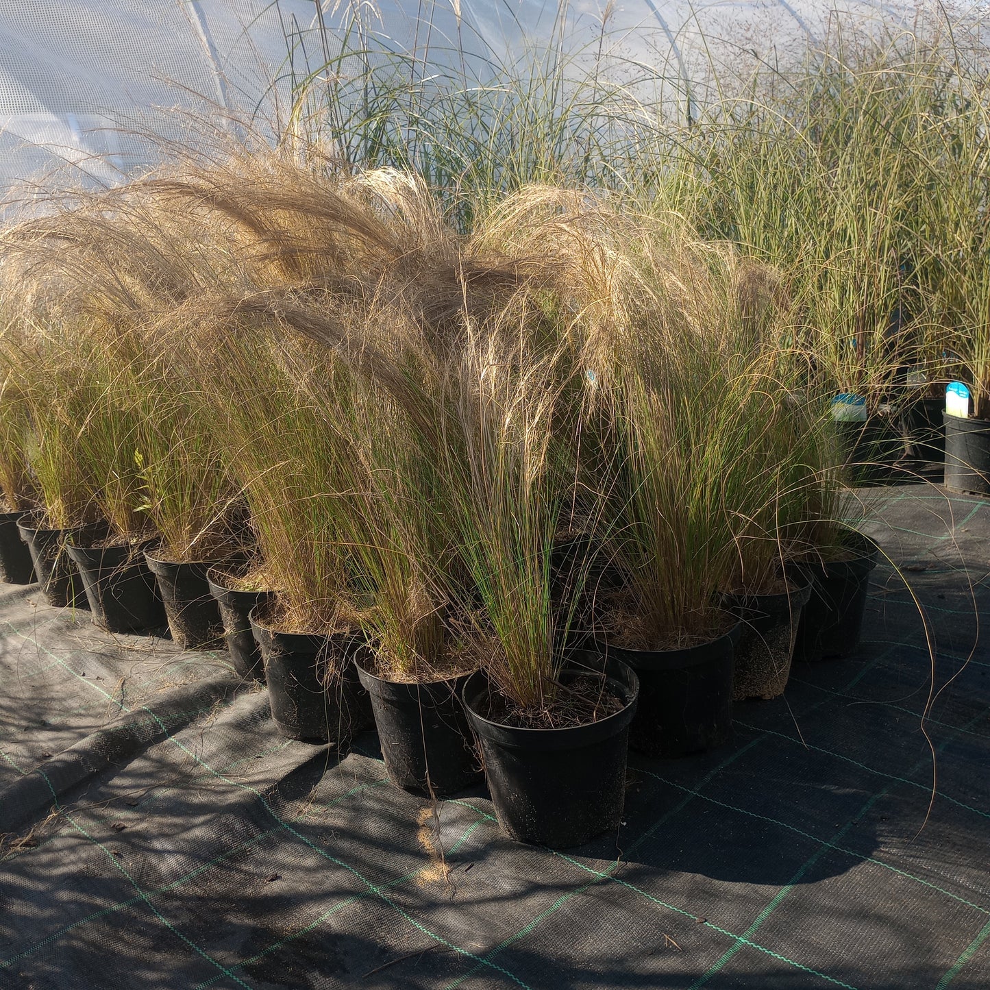 Stipa tenuissima "PONY TAILS”