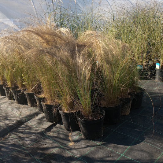 Stipa tenuissima "PONY TAILS”