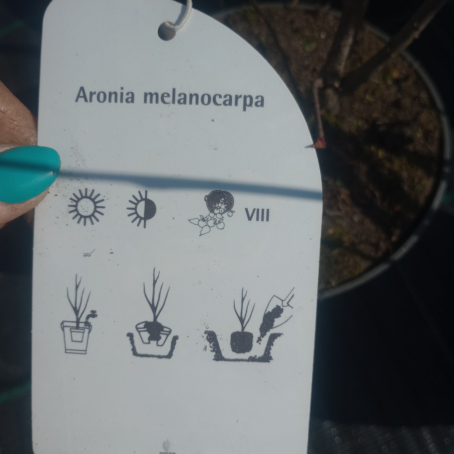 Aronia melancarpa