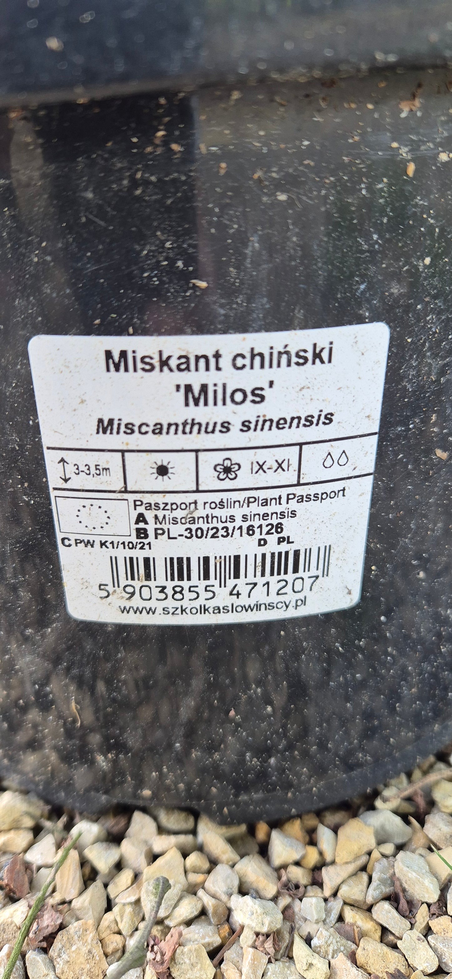 Miskant chiński Milos