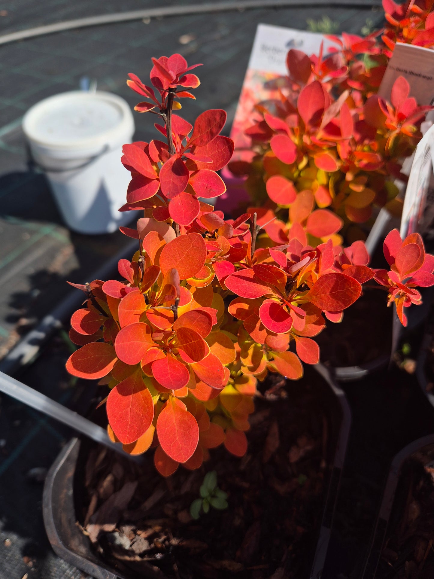 Berberys Orange Ice