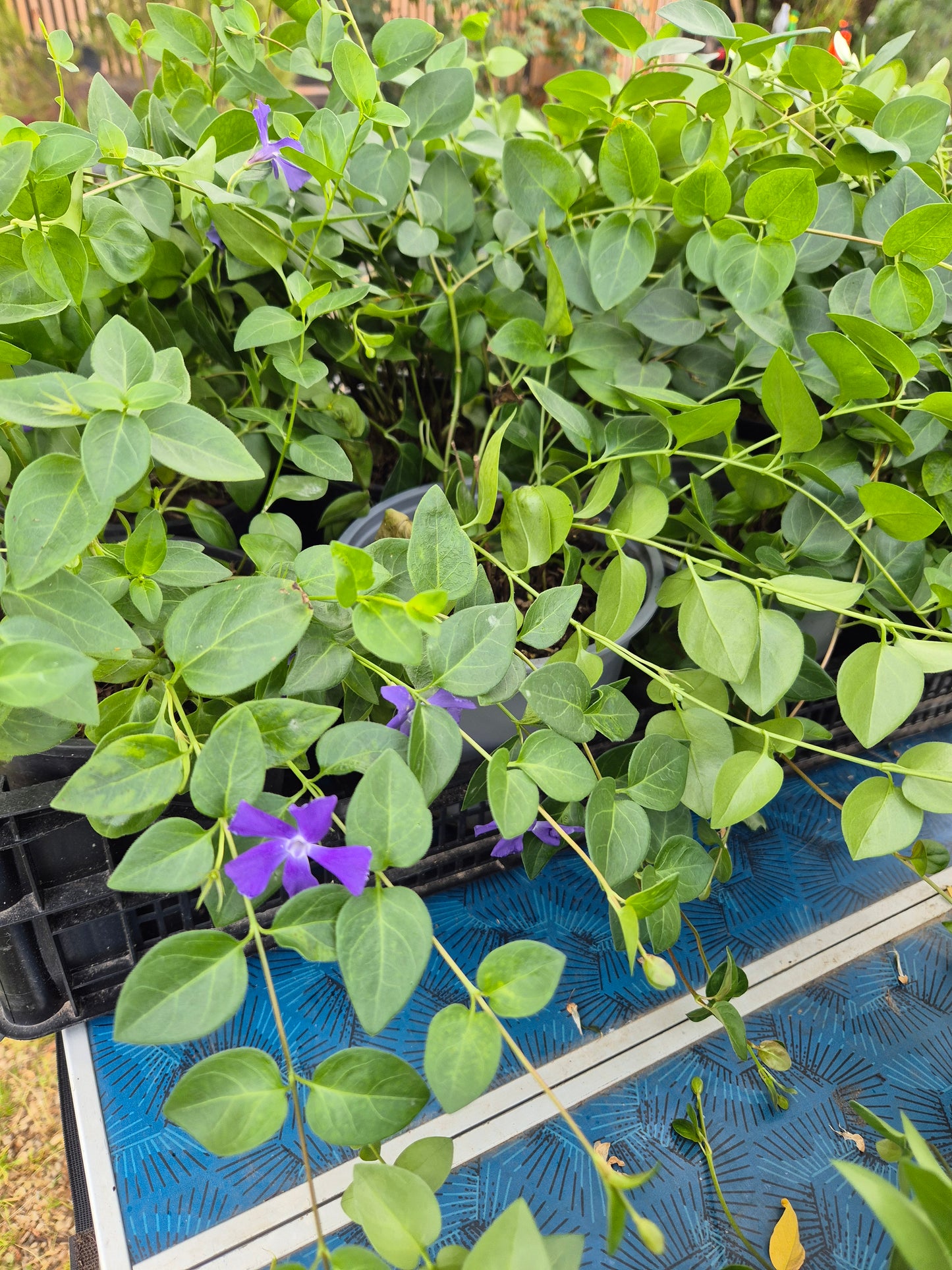 Barwinek pospolity Vinca minor