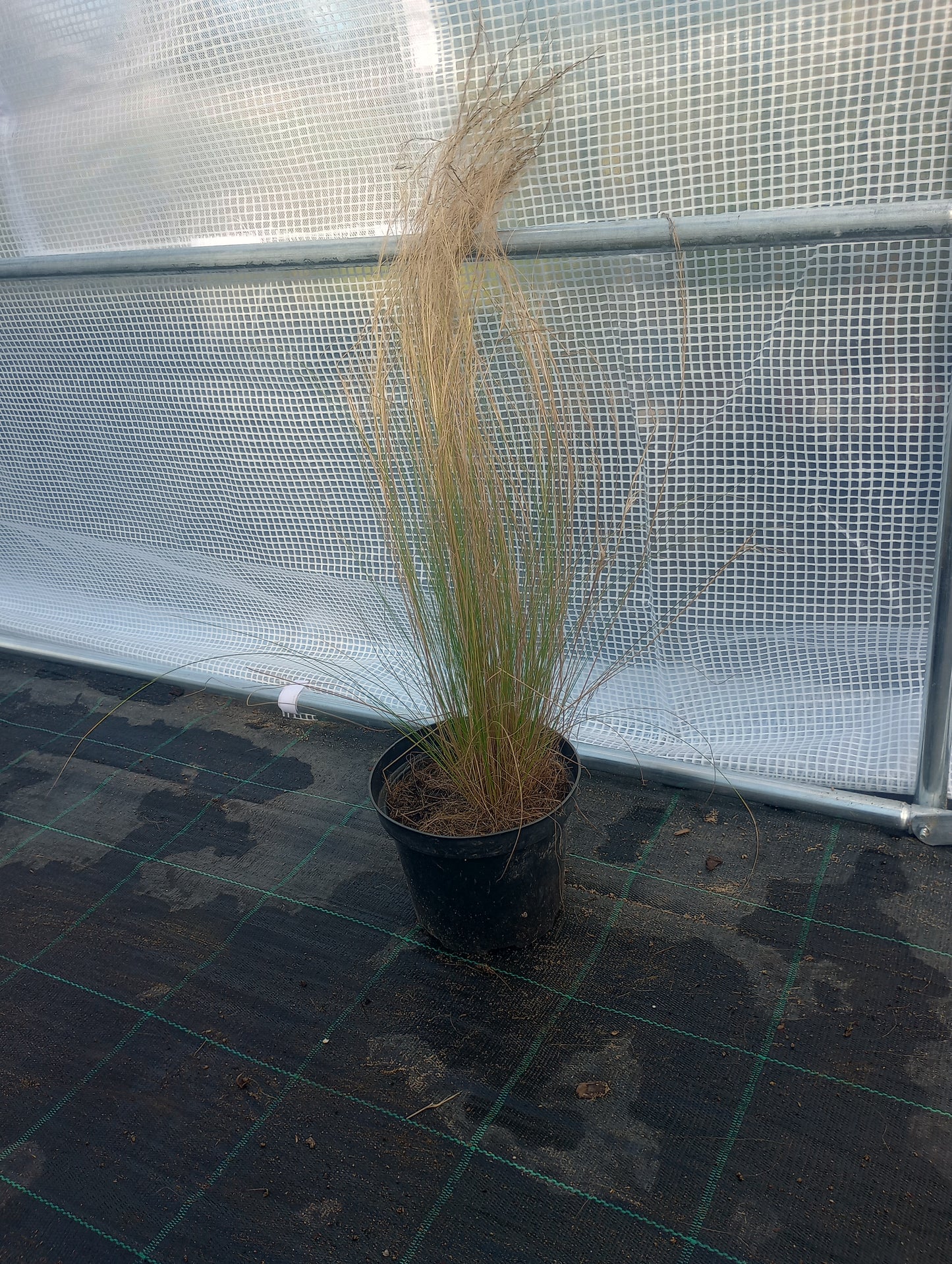 Stipa tenuissima "PONY TAILS”