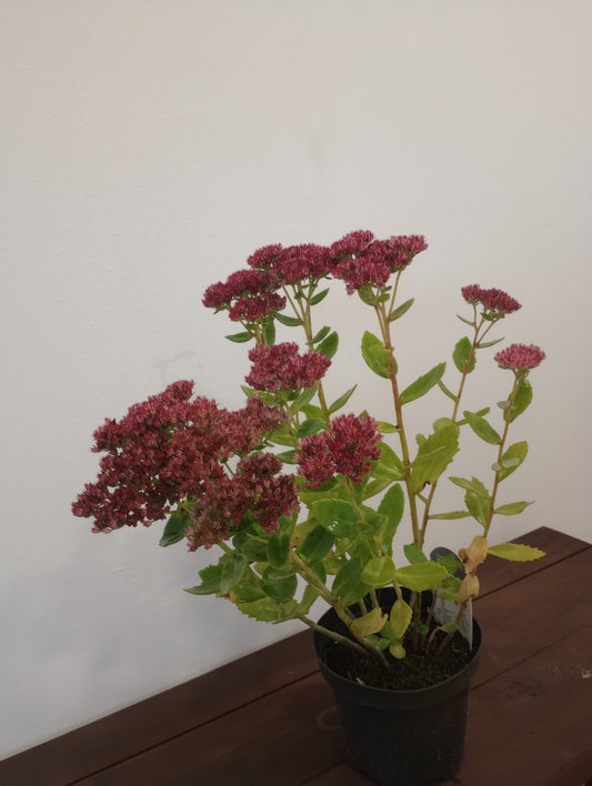 Rozchodnik karpacki (Sedum) (Herbstfreude) "Autumn Joy"