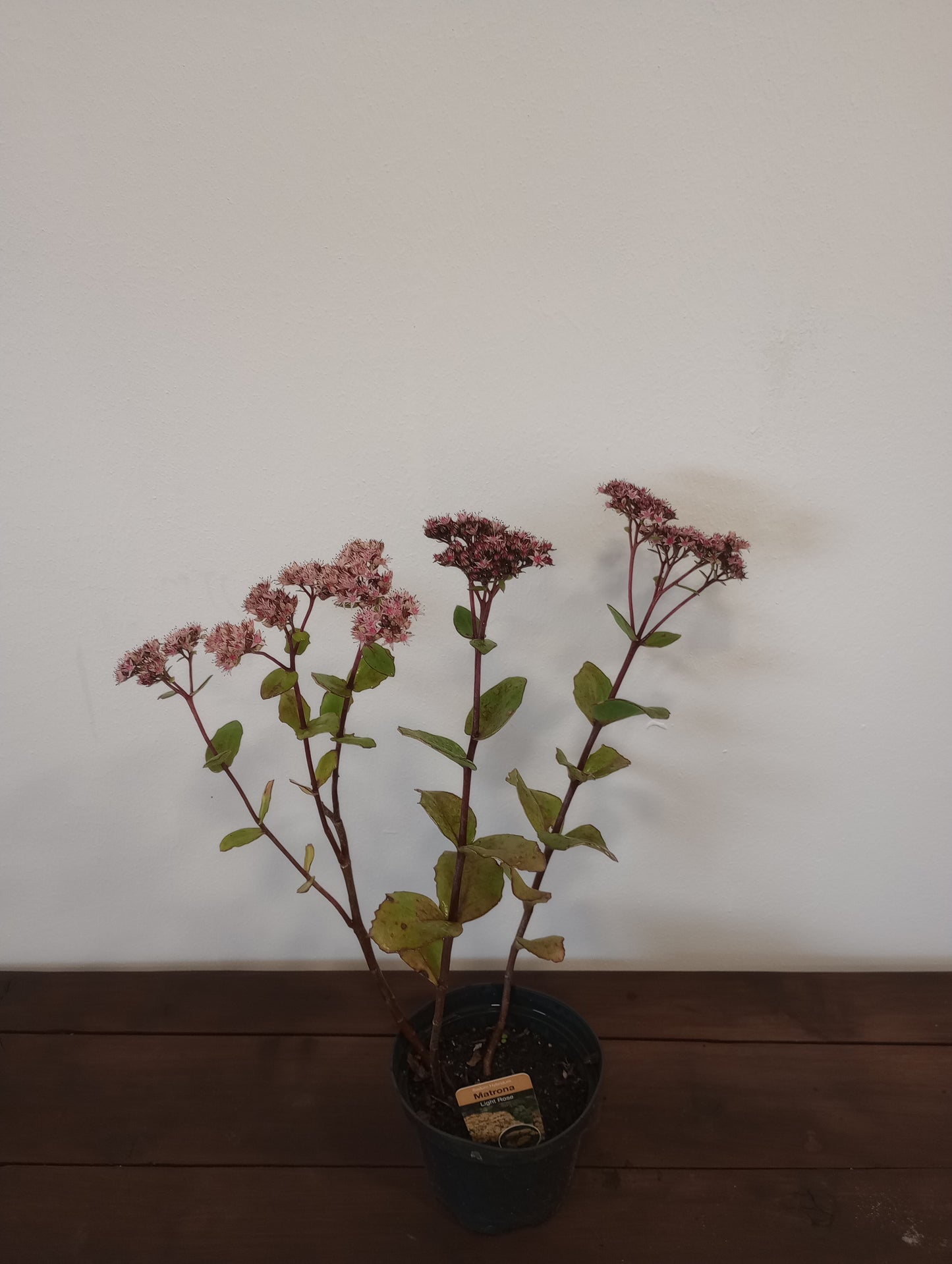 Rozchodnik (sedum hybridum) "Matrona"