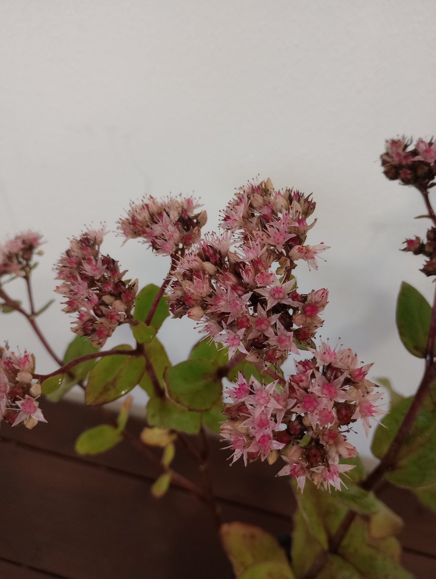 Rozchodnik (sedum hybridum) "Matrona"