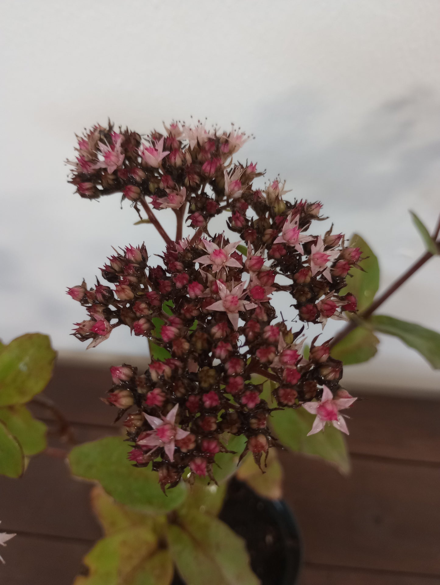 Rozchodnik (sedum hybridum) "Matrona"